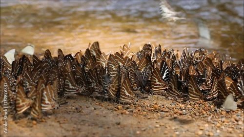 butterflies many species find food explore natural sources .High quality footage