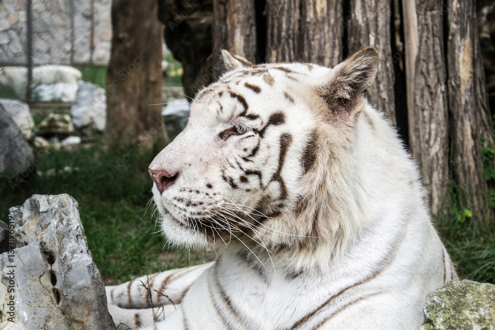 Naklejka premium White Tiger