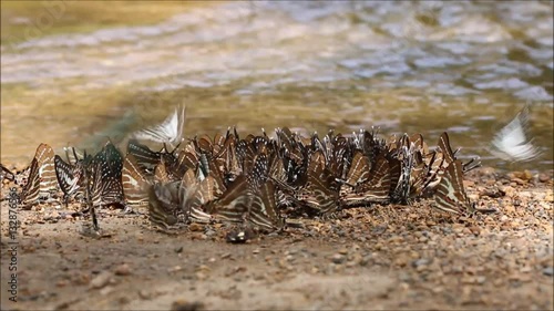 butterflies many species find food explore natural sources.