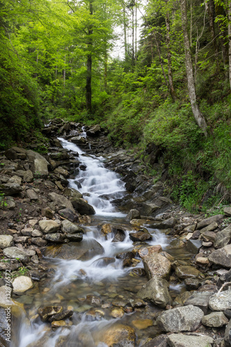 Mountain stream in pine forest