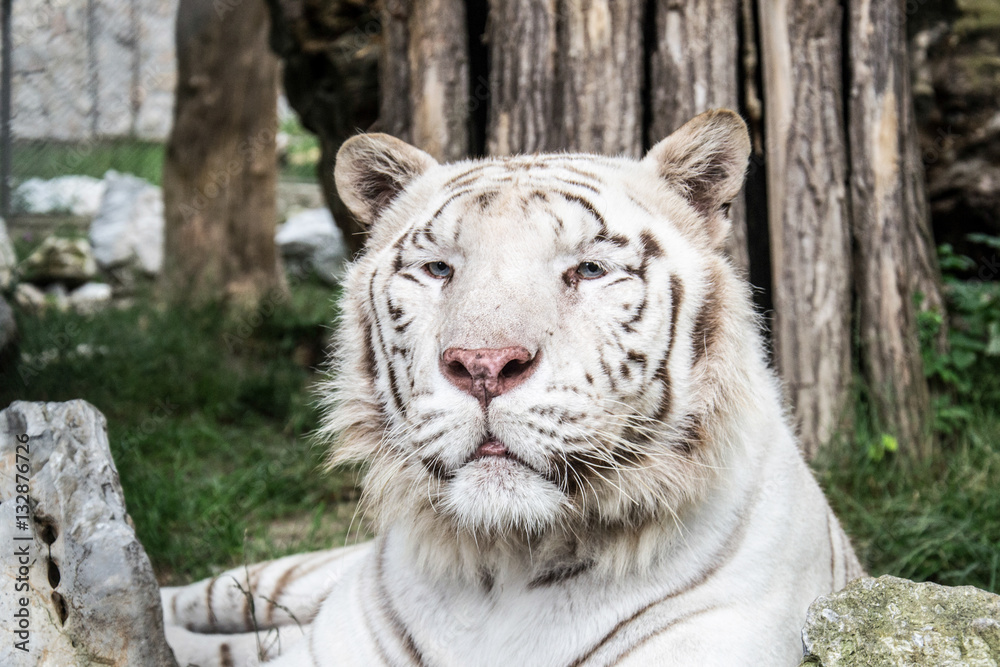 Naklejka premium White Tiger
