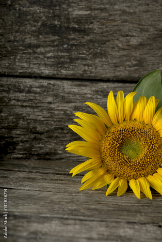 Cropped view of single sunflower bloom