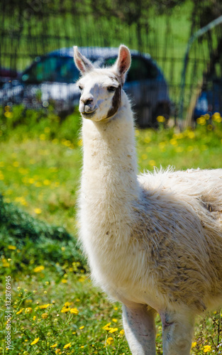 Llama lama in the zoo outdoors