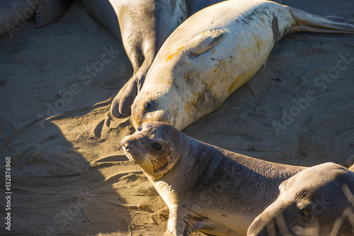 Rare Elephant Seals wintering on the beach in California mating territorial