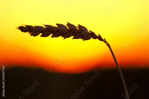 Wheat Sunset