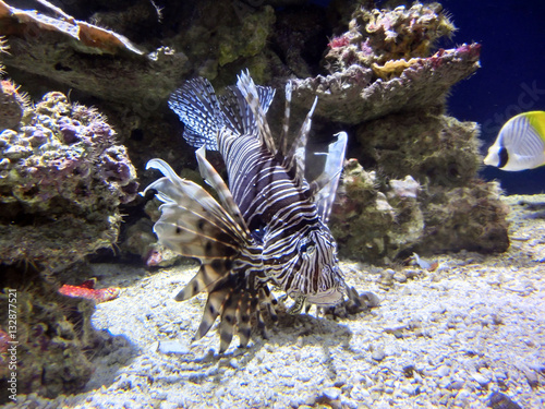 Deadly red lionfish among coral reef