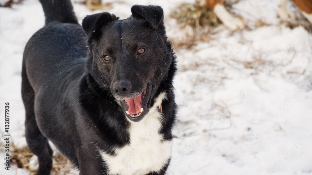 dog portrait dog portrait