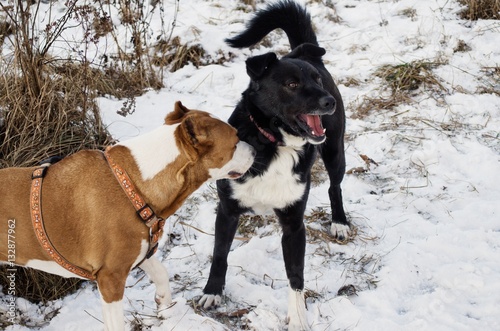 dogs playing outside