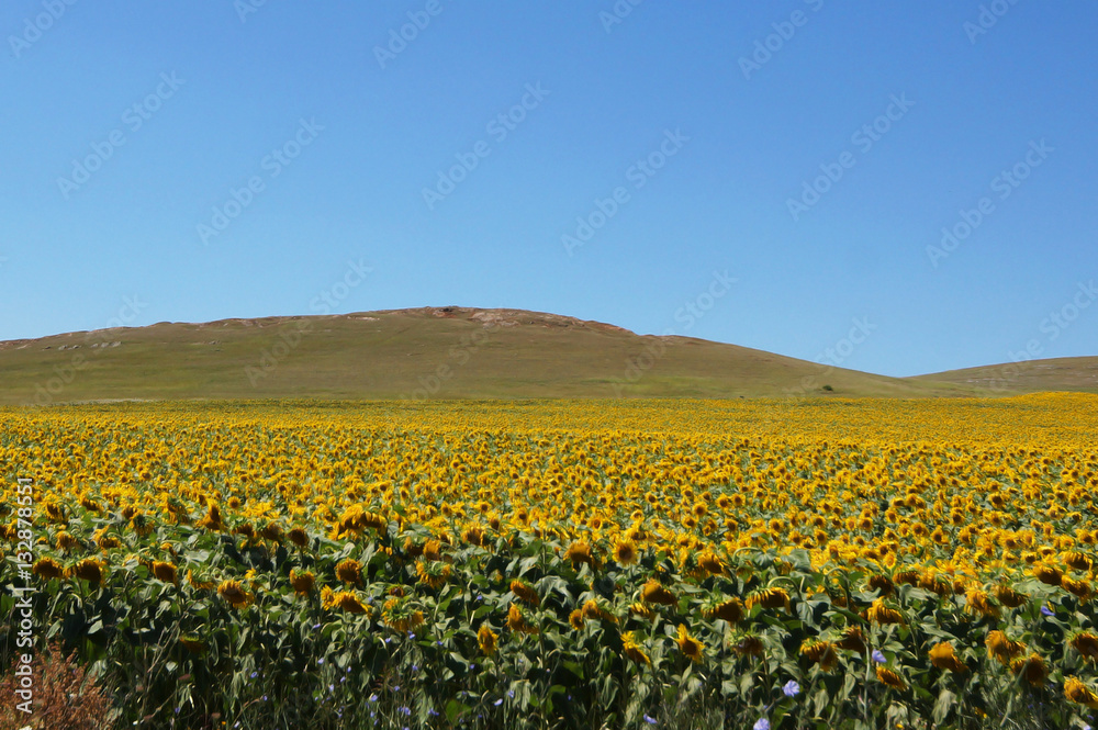 sunflower field in southern Europe sunflower field in southern Europe