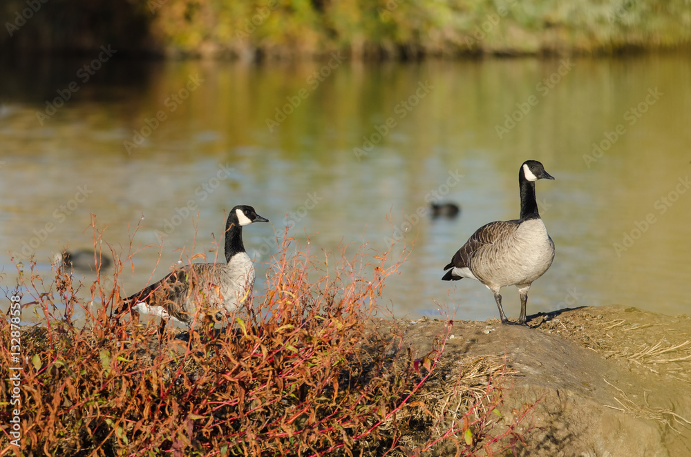 Canada Geese Resting Beside the Autumn Lake Canada Geese Resting Beside the Autumn Lake
