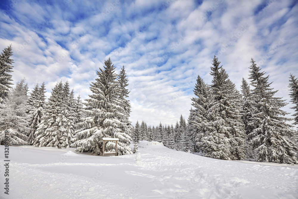 Winter landscape with snow covered trees