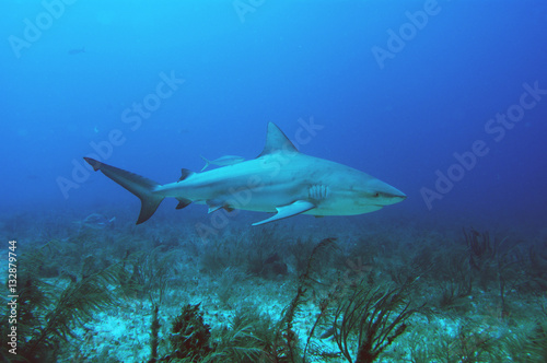tiburones en Bahamas