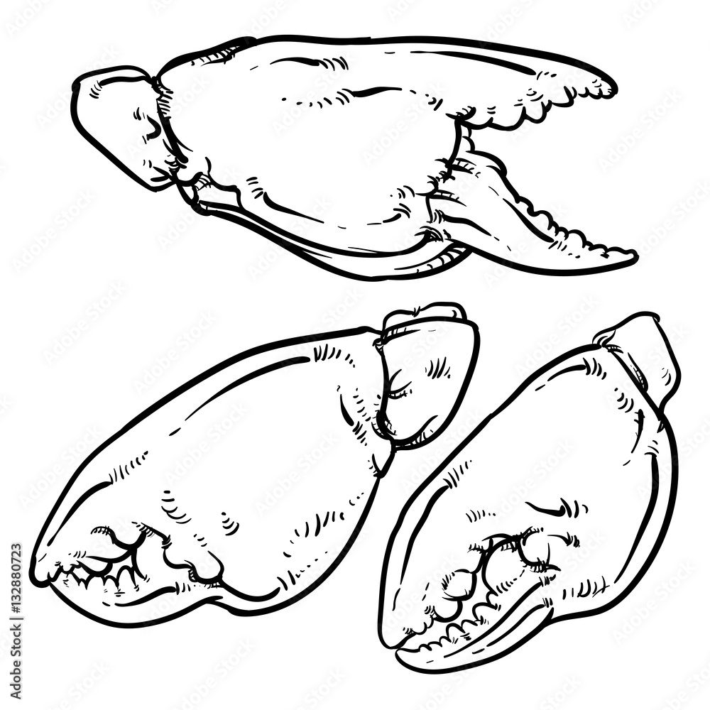 Crab claws isolated on white background. Hand drawn crab vector. Crab claws isolated on white background. Hand drawn crab vector.