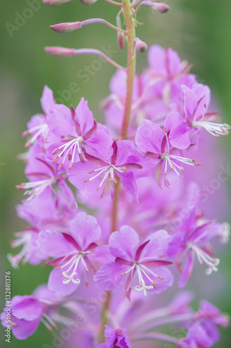 close up fireweed