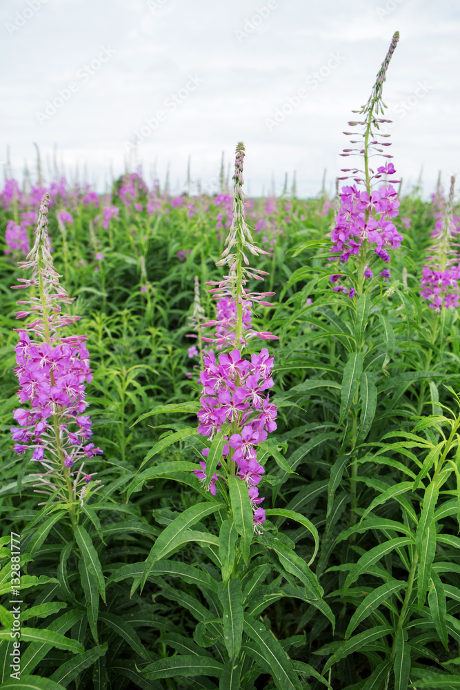 Naklejka premium field with fireweed