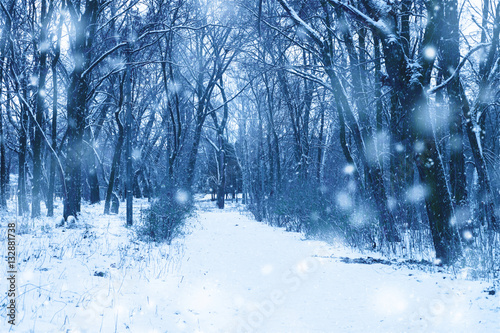 Winter forest nature snowy  background. © nadianb