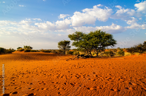 Kalahari Desert Landscape, Namibia