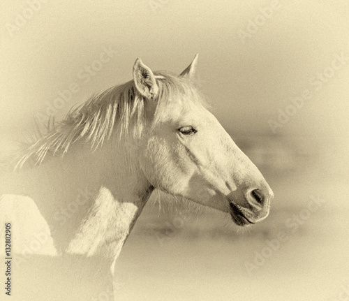 White Camargue Horses galloping along the beach in Parc Regional de Camargue - Provence, France (stylized retro)