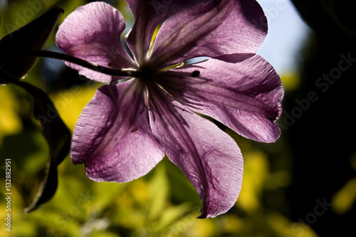 Back Lit Purple Clematis