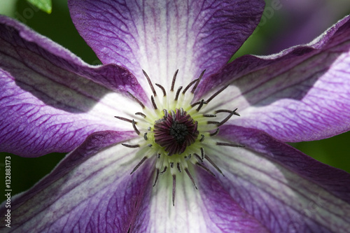 Clematis Minuet Puple and White Close Up