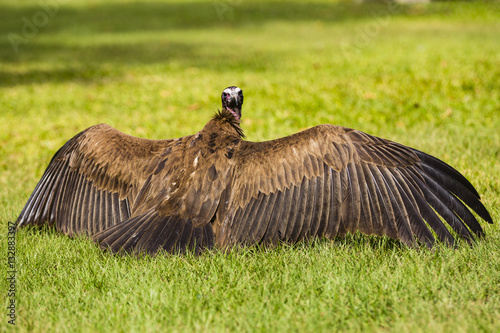 A vulture drying its wings photo