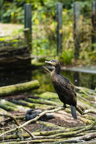 a cormorant on a stick