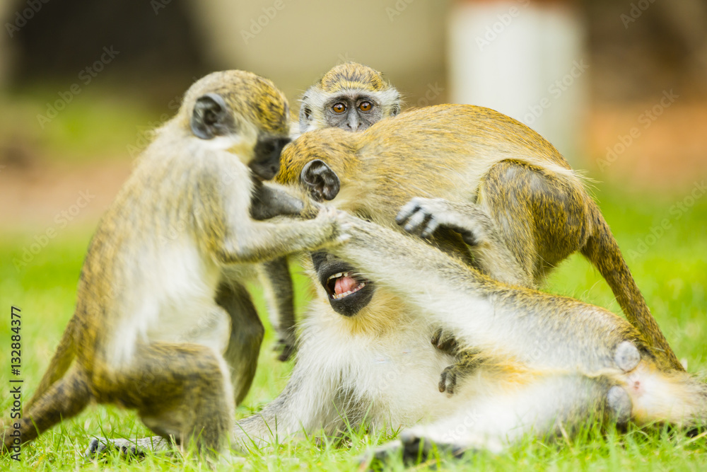 Obraz premium monkeys playing with each other