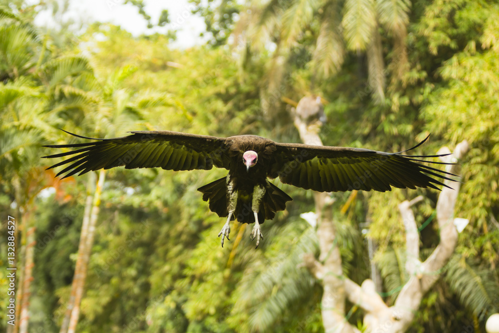 Obraz premium vulture flying