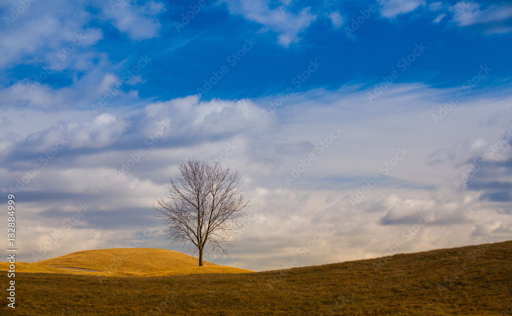 Fototapeta premium Lonely trees on the hill.