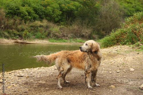 A muddy, and wet golden retriever in the outdoors