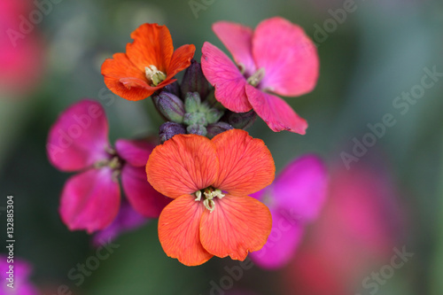 Photos Erysimum wallflower