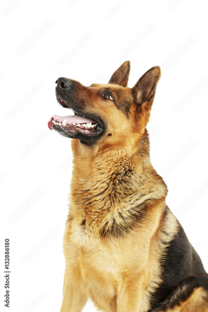 German shepherd isolated on a white background