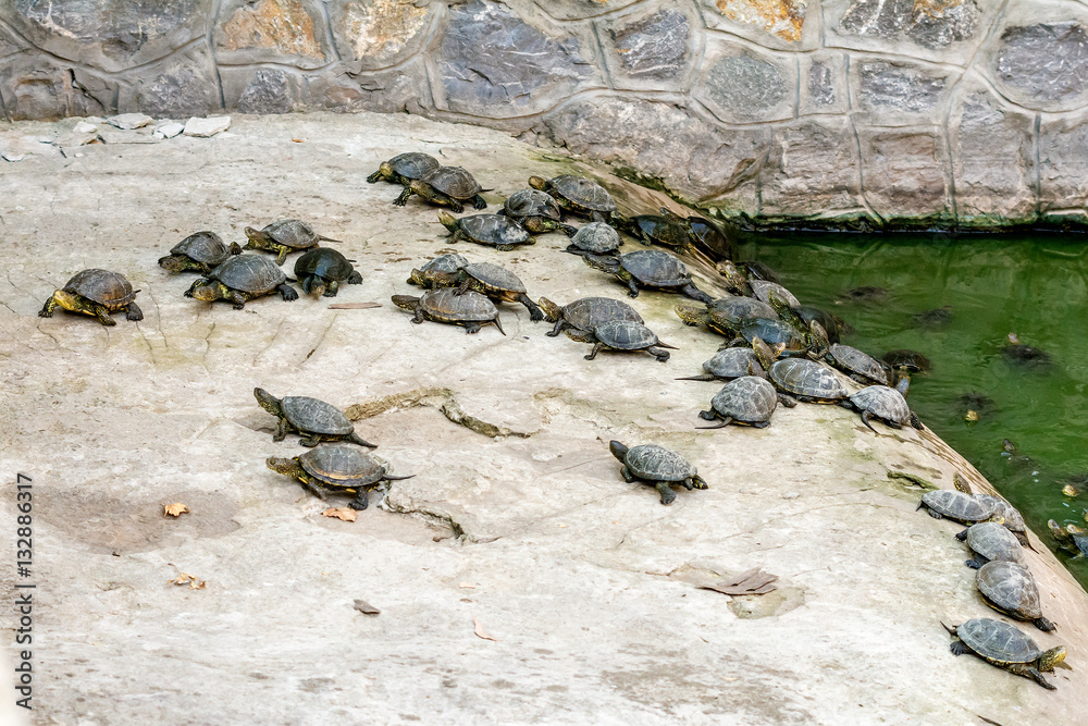 Naklejka premium Turtles 