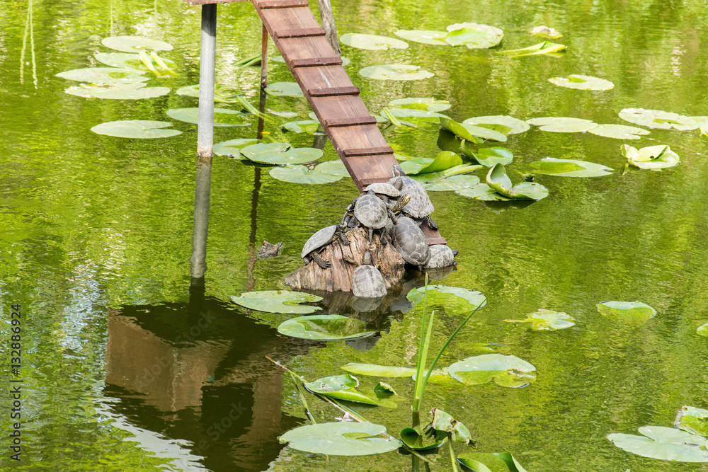 Naklejka premium Turtles