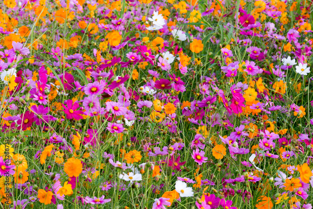 Cosmos flowers in the filed. Cosmos flowers in the filed.
