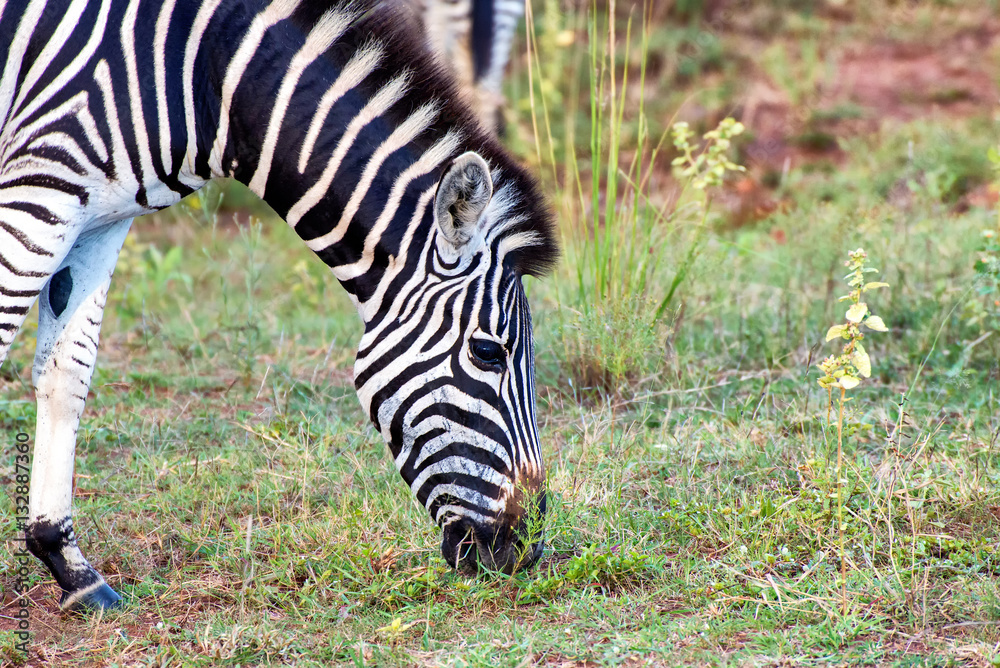 Zebra grazing on savanna in South Africa game reserve