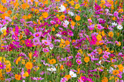 Cosmos flowers in the filed.