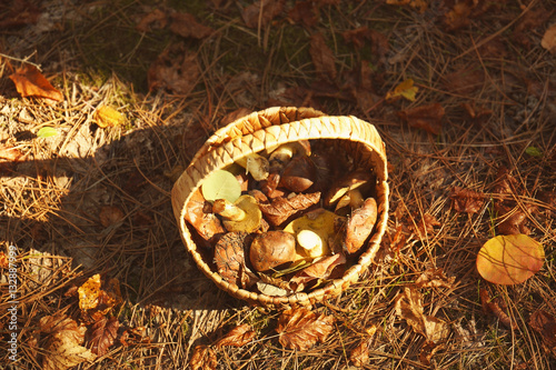 Wicker basket with mushrooms in forest, closeup