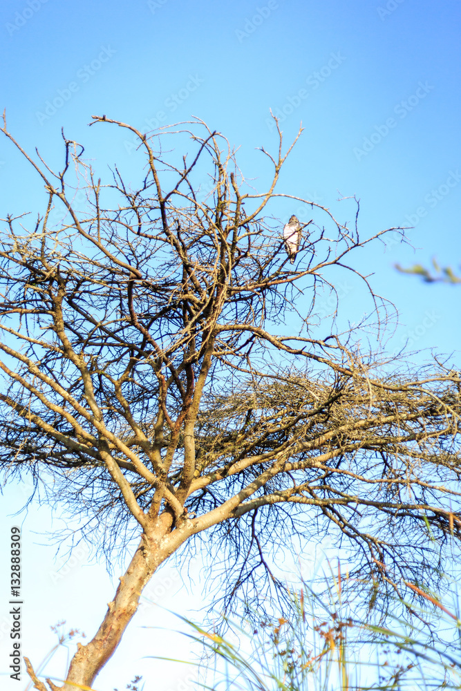 Fototapeta premium Single big bird sitting an a tree
