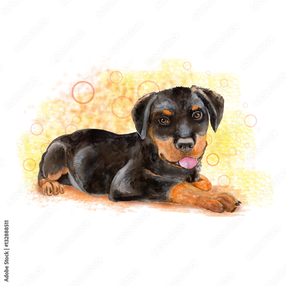 Watercolor portrait of black German Rottweiler Metzgerhund, Rott, Rottie breed dog isolated on yellow background. Hand drawn sweet pet. Bright colors, realistic look. Greeting card design. Clip art