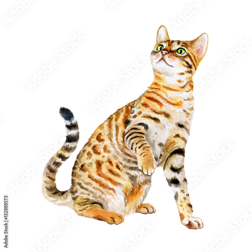 Watercolor portrait of American Savannah cat isolated on white background. Hand drawn sweet home pet. Bright colors, realistic look. Emerald eyes. Greeting card design. Clip art. Add text