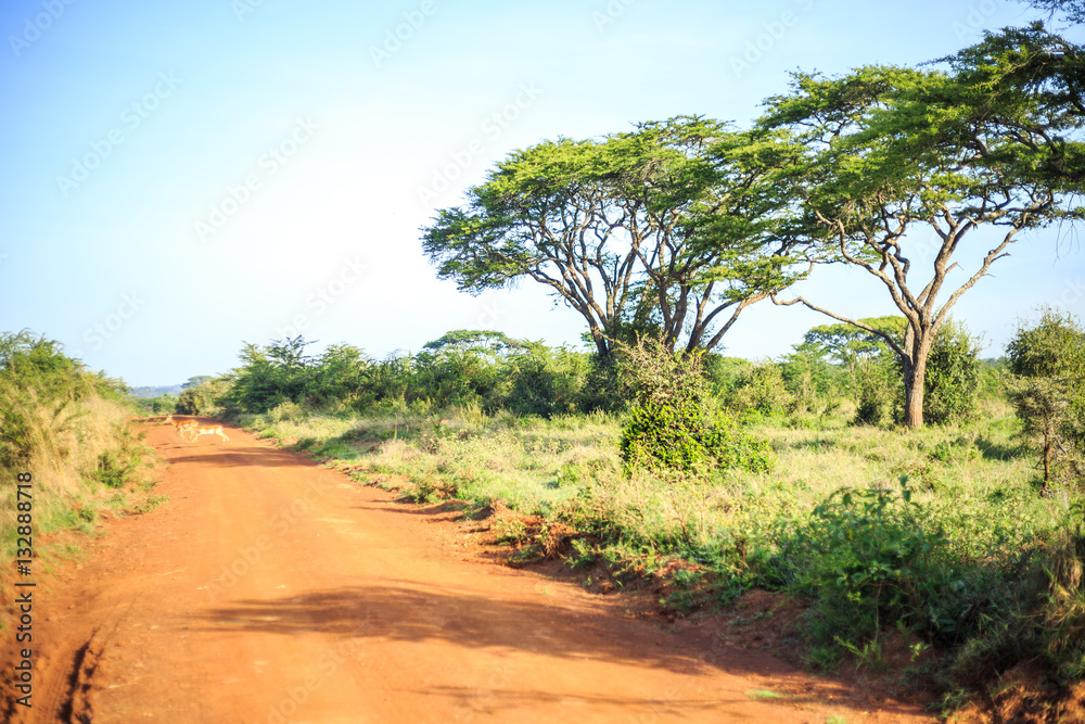 Impala antelope crossing an african dirt, red road through savan
