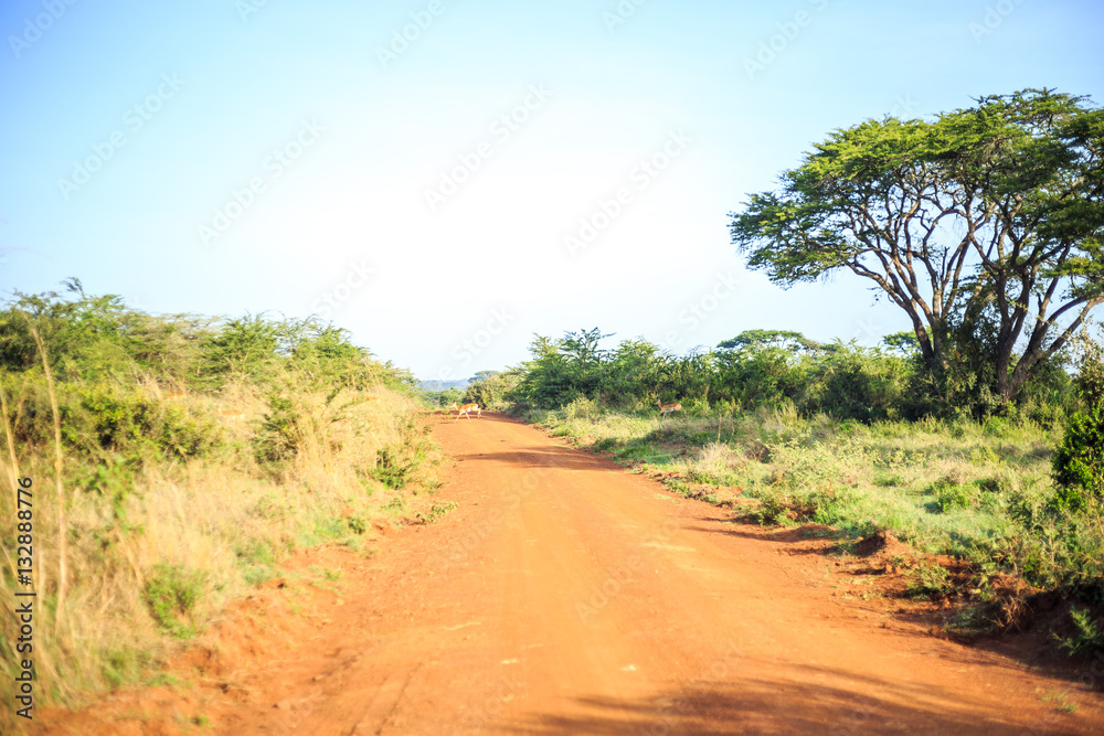 Impala antelope crossing an african dirt, red road through savan Impala antelope crossing an african dirt, red road through savan
