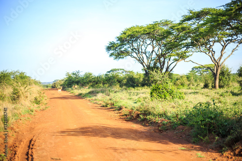 Impala antelope crossing an african dirt  red road through savan