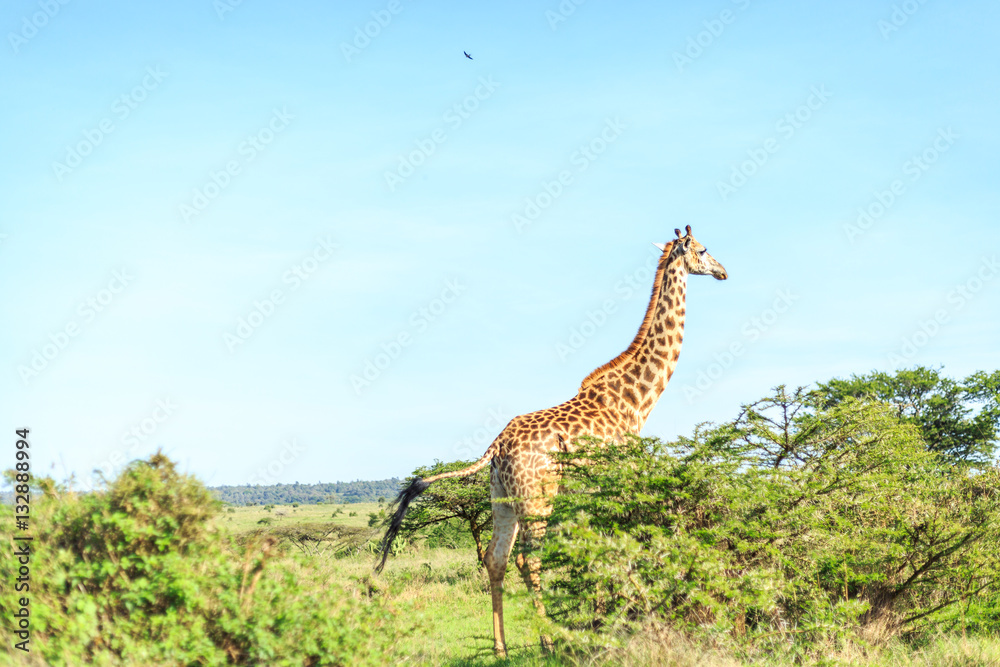 Fototapeta premium Giraffe in Nairobi National Park, Kenya