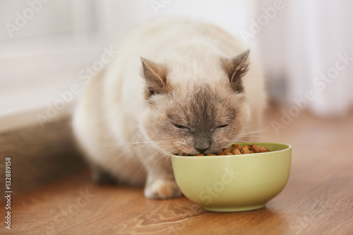 Fototapeta Naklejka Na Ścianę i Meble -  Cute cat eating dry food from ceramic bowl