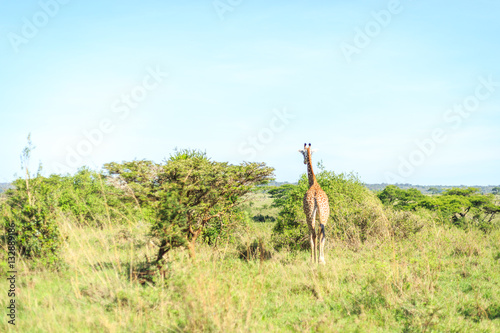 Family of giraffes in Nairobi National Park  Kenya