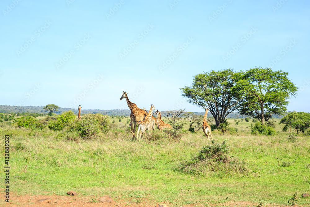 Family of giraffes in Nairobi National Park, Kenya Family of giraffes in Nairobi National Park, Kenya