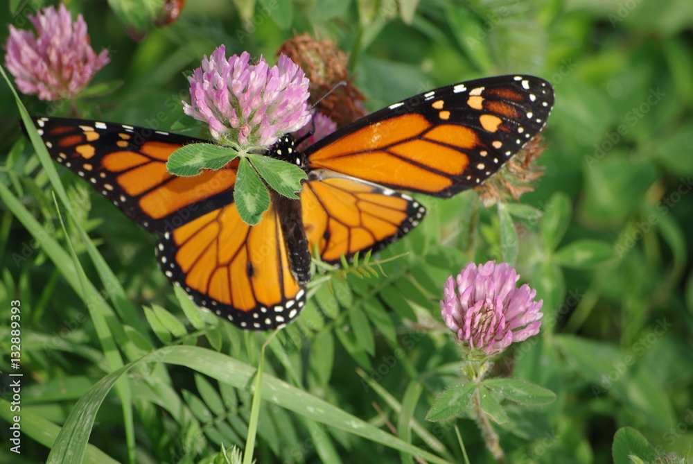 Naklejka premium monarch