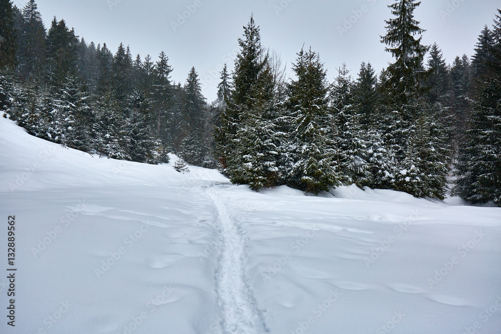 Winter landscape